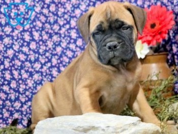 Bullmastiff puppies for sale