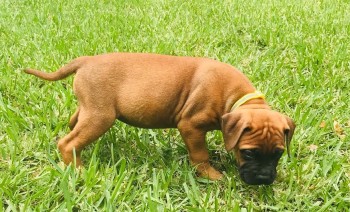 Bullmastiff puppies for sale