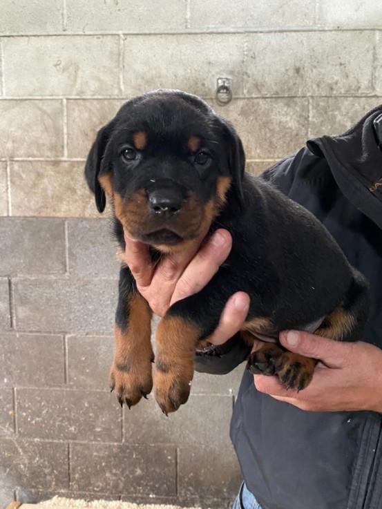 Rottweiler Terrier puppies