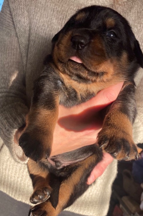 Rottweiler Terrier puppies