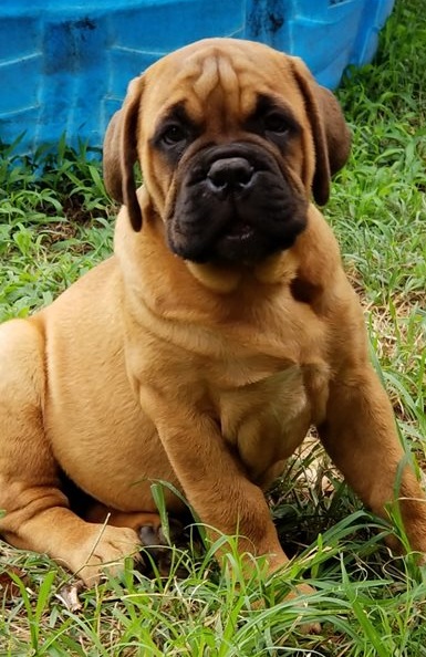 Bullmastiff puppies for sale