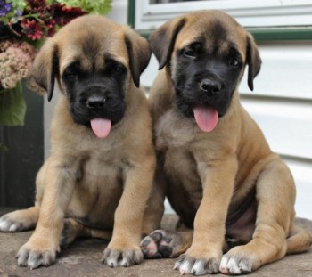 Bullmastiff puppies for sale