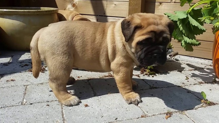 Bullmastiff puppies for sale