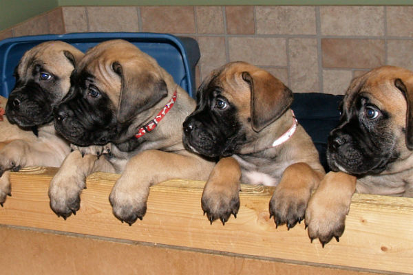 Bullmastiff puppies for sale