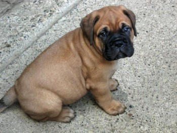 Bullmastiff puppies for sale