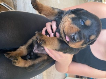 Rottweiler Terrier puppies