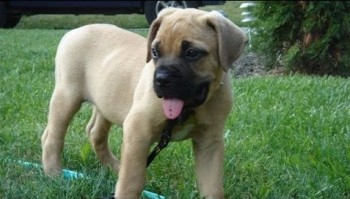 Bullmastiff puppies for sale