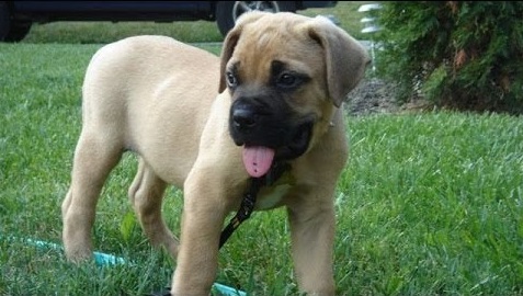 Bullmastiff puppies for sale