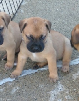 Bullmastiff puppies for sale