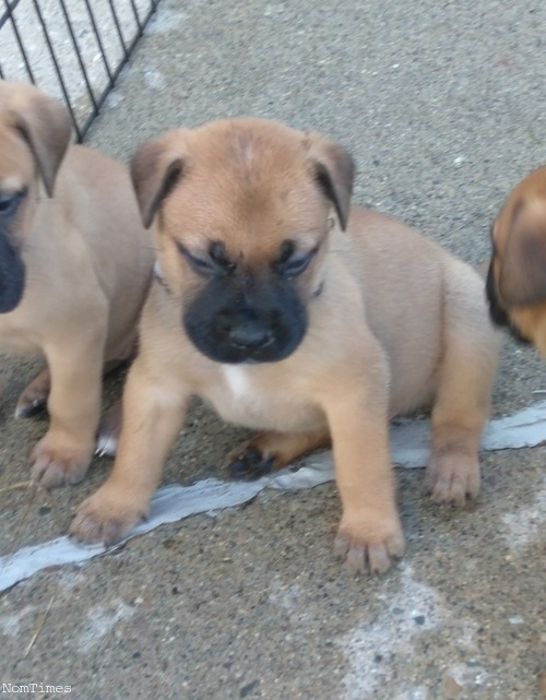 Bullmastiff puppies for sale