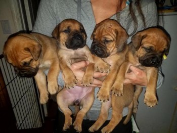 Bullmastiff puppies for sale