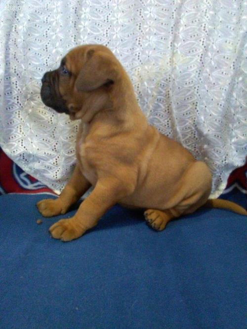 Bullmastiff puppies for sale