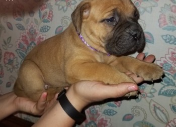 Bullmastiff puppies for sale