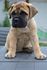 Bullmastiff puppies for sale