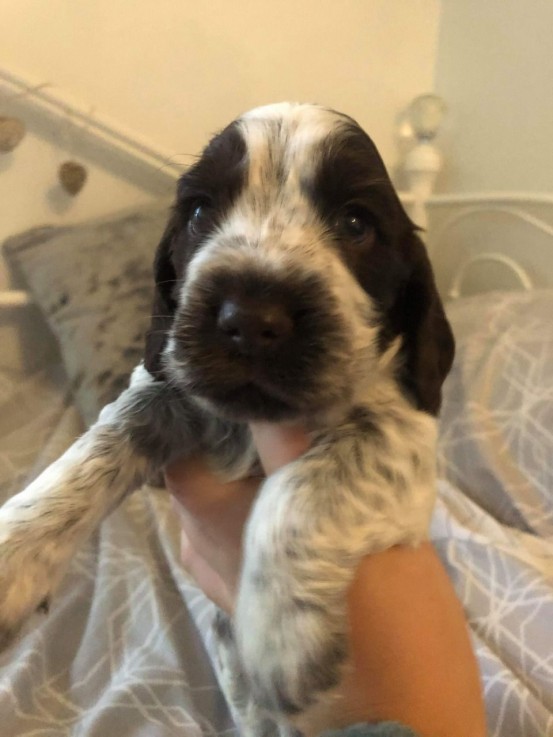 Cocker Spaniel  puppies for sale