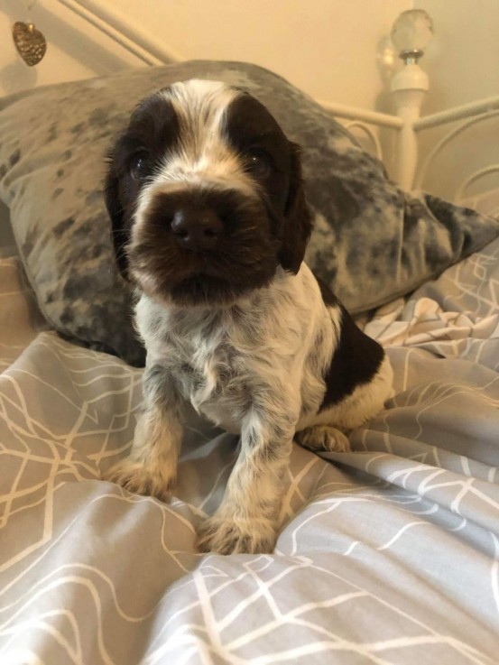 Cocker Spaniel  puppies for sale