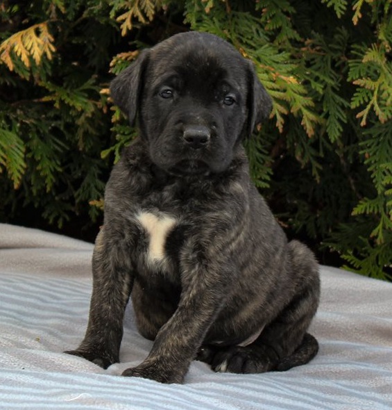 Bullmastiff puppies for sale