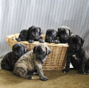 Bullmastiff puppies for sale