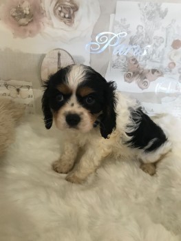 Cocker Spaniel  puppies for sale