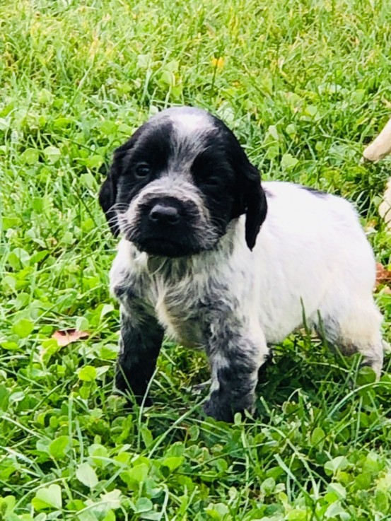 Cocker Spaniel  puppies for sale