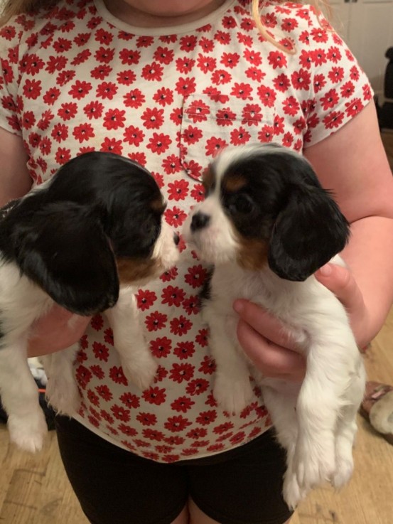 Cocker Spaniel  puppies for sale