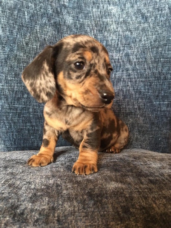 Amazing Dachshund  puppies for sale