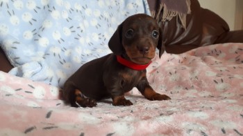 Dachshund puppies  available