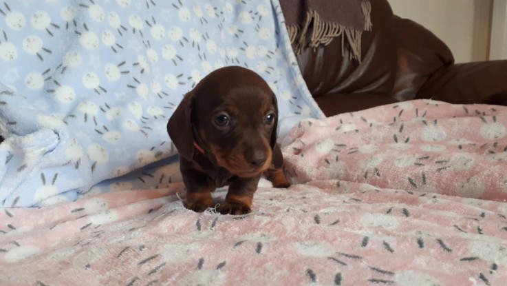 Dachshund puppies  available