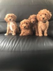 Cockapoo puppies