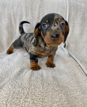 Dachshund puppies  available