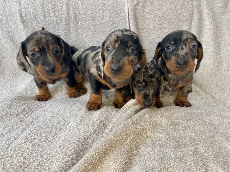 Dachshund puppies  available