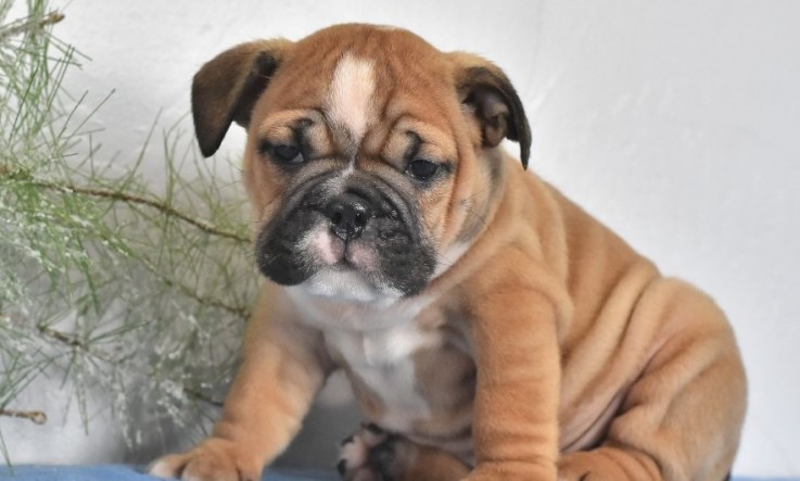 English Bulldog puppies for sale