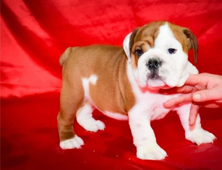 English Bulldog puppies for sale