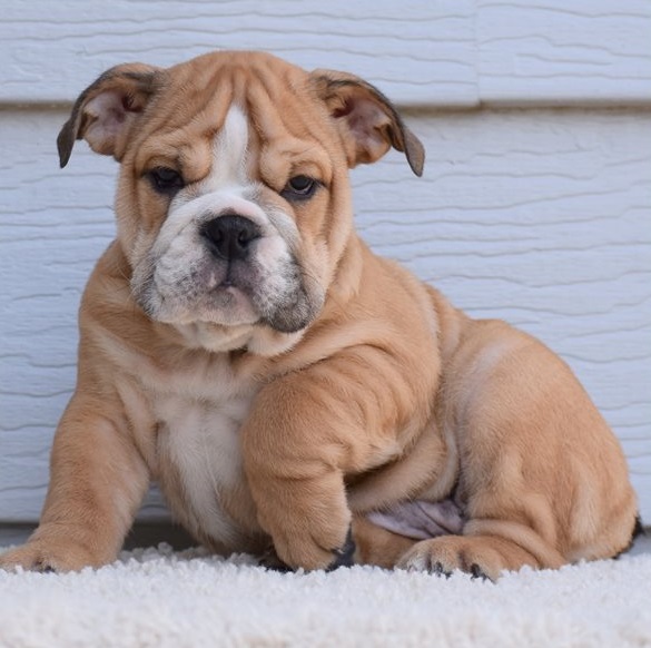 English Bulldog puppies for sale