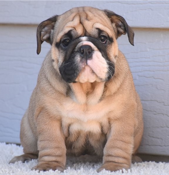 English Bulldog puppies for sale