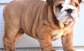 English Bulldog puppies for sale