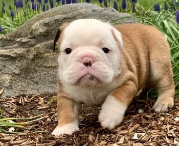 English Bulldog puppies for sale