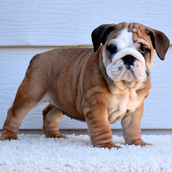 English Bulldog puppies for sale