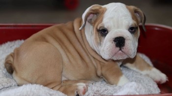 English Bulldog puppies for sale