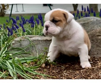 English Bulldog puppies for sale