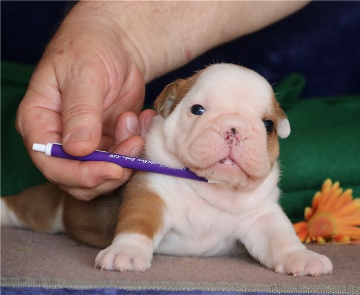 English Bulldog puppies for sale