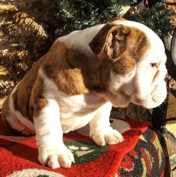 English Bulldog puppies for sale