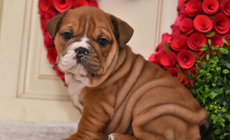 English Bulldog puppies for sale