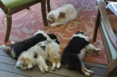 Australian Shepherd puppies