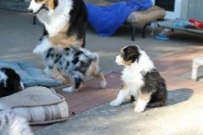 Australian Shepherd puppies