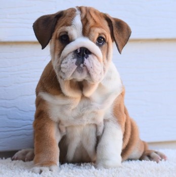 English Bulldog puppies for sale