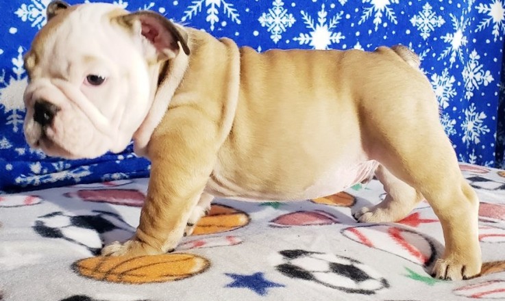 English Bulldog puppies for sale