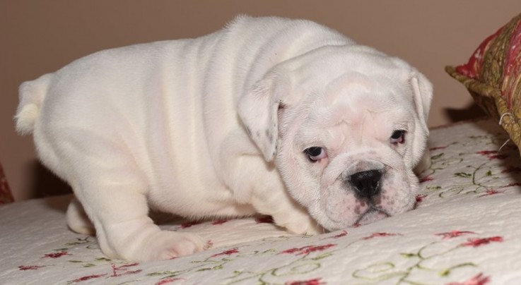 English Bulldog puppies for sale