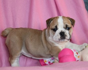 English Bulldog puppies for sale