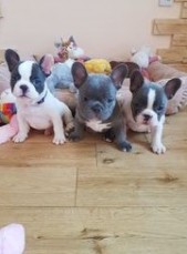 Gorgeous French Bulldog pups. 